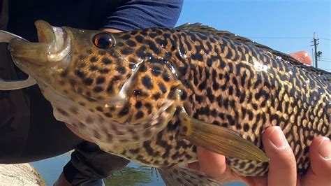 好想釣魚|(高雄休閒池)大寮田中央釣魚池。珍珠石斑，可以玩路亞。